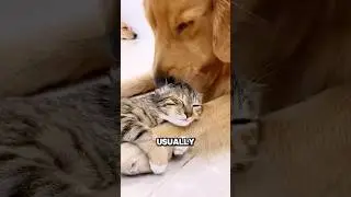 Могут ли кошки и собаки быть хорошими друзьями? #животное #кошка #собака #милый