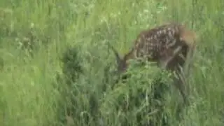 Il cerbiatto