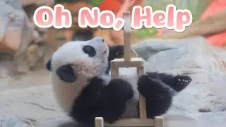 Panda Get Stuck Under The Rocking Horse | iPanda