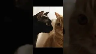 We don&rsquo;t have a dog&hellip; 😳🐱&rdquo;