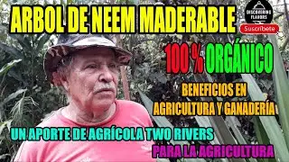 Beneficios asombrosos del &aacute;rbol de neem en la agricultura - Aportes de Agricola Two Rivers #neem