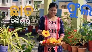 Flower from organic Gardening | Chhat ke upar flower garden |ଛାତ ବଗିଚାର ଫୁଲ 