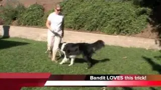 Bandit's Boing Trick Progress - Clicker Training Dog Tricks