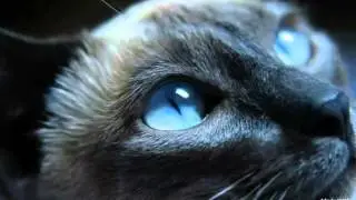 Warrior Cats|Katzen des Nebelclans[RPG Kakaotalk]