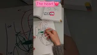 Dr Fox Quick draw anatomy: Gross anatomy of the heart ❤️