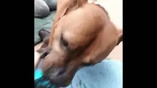 Playful Leo