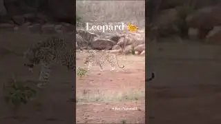 Leopard 🐆 Ka Shikar Mood On! #ytshorts #leopard #wildlife #hunting #viral #trending ##jungle