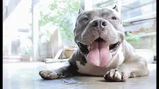 Draft plan for domestic animals released