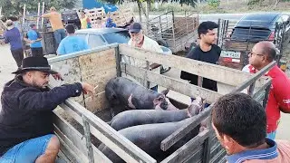 FEIRA DE SUÍNOS EM CUPIRA-PE   04-02-2026 #nordeste