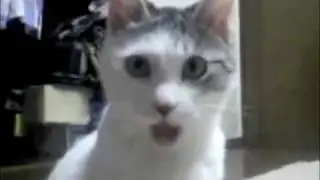OMG Cat - It's the iPad!
