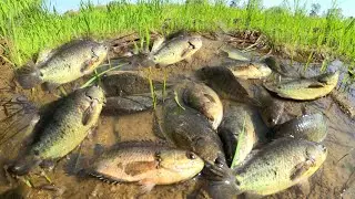 Farmers caught fish in the grasslands after the music was played, and they caught a lot of fish.
