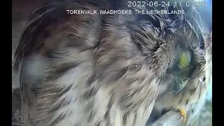 Live stream Torenvalk
