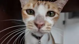 Cat cafe with 86 Cats in Bali! | The Odd Cat Bali Shelter & Cafe