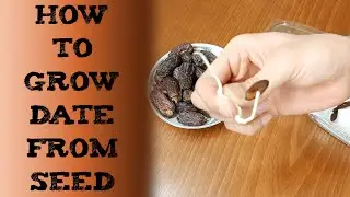 How to grow date from seed 椰枣树种植 खजूर को बीज से कैसे उगाएं вырастить финик из семян cultivar d&aacute;tiles