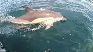 Dolphins of Mount's Bay