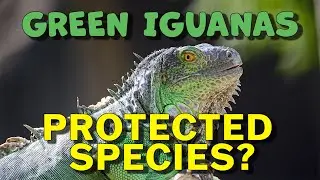 FWC Creates Iguana Population Explosion