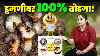 हुमणी किडीवर 100% नियंत्रण   IPM फुल गाईड शेतकऱ्यांसाठी! White grub l AgroStar l हुमणी किड नियंत्रण