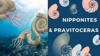 natural highlights: nipponites & pravitoceras