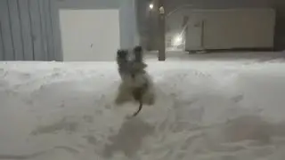 Adorable Dog Playing In Snow Having Snow Fun! Tru Davis, Cody and Kayla In The Video Too!