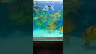 Big Black Iridescent Shark/Don't Forget To Subscribe #Viral Shorts#