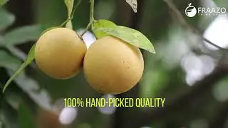 It's Time to Eat Fresh & Safe Fruits & Veggies with FRAAZO | THINK FRESH