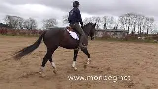 Justice- Monbeg Sport Horses
