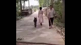 Dog Removes Obstacle From Blind Man's Way | Dogity not Humanity ❤