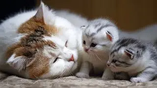 The Most Peaceful Cat Sleep Ever 😴🐾