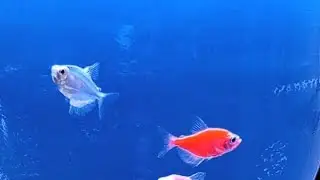 🔴LIVE ikan hias aquarium galon air bag 155 #trending #fyp #ikan #aquarium