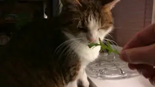 Cat Enjoying Salad
