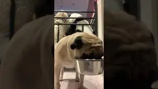 ASMR.Pug.Mops.Мой ужин.Кушаю мясо с кабачком.Очень вкусно,наелся