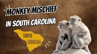 Monkey Mischief in South Carolina