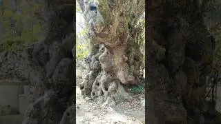 &Theta;&eta;&rho;&iota;ώ&delta;&eta;&sigmaf; &pi;&lambda;ά&tau;&alpha;&nu;&omicron;&sigmaf; - &Alpha;&rho;&gamma;&upsilon;&rho;&omicron;ύ&pi;&omicron;&lambda;&eta;, &Rho;έ&theta;&upsilon;&mu;&nu;&omicron; / Enormous plane tree - Argyroupoli, Rethymno