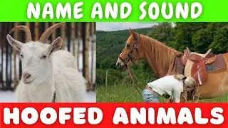 HOOFED ANIMALS Names with Sounds for Kids to Learn || Learning Ungulates #CuteAnimals