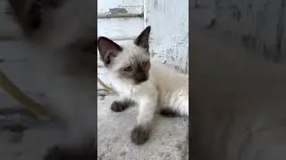 Siamese Kitten CLOSE UP (starts purring)