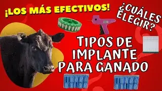 TIPOS DE IMPLANTES PARA GANADO DE ENGORDA / ¡LOS MAS EFECTIVOS!