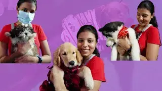 Pet Fashion Show | Bow Boww To Meow Meow | Its Sarala