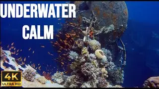 4K Underwater Fish Ambience 🌊 Calm Ocean Life | Relaxing Deep Sea Atmosphere
