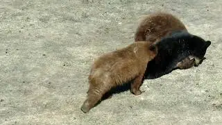 Bear Family Fun Time