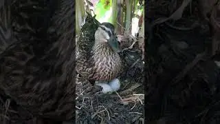 Duck Cam  #viral #animals #shorts