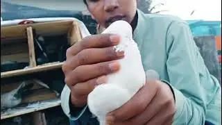 Support us and encourage and it's use full videos for pigeon explain 1 day