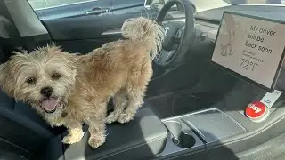 Tesla Dog Mode And Interior Camera Monitoring Is One Of The Best Reasons To Buy A Tesla!