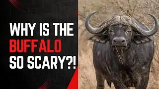 Why is the buffalo so scary?