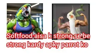 Softfood  | breeding formula | Strong Softfood Cockatiel Ringneck Plum head Raw Alexandrine k lea
