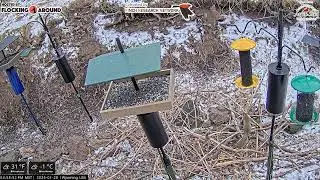 2026-01-28 - Flocking Around - Casper, WY - Live Stream Bird Feeder Cam