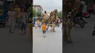 Camel qurbani 2025❤️😍camel love with kids❤️ #cow #qurbanvlogs #cowgoat #ytshorts #bestyoutuber #pet