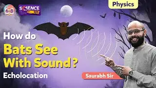 Echolocation - How do Bats See with Sound? | BYJU'S - Class 6, 7 & 8