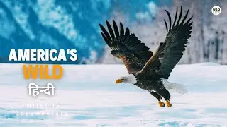 America's Wild, Autumn - हिन्दी डॉक्यूमेंट्री | Wildlife documentary in Hindi