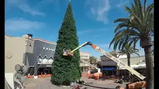 Christmas Tree Timelapse 2022