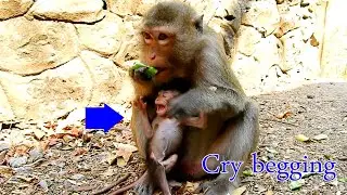 Poor baby monkey look so hungry cry begging mom to get milk but mom don't care ,